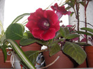 Denumire latina: sinningia=gloxinia