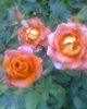 Fotogr.0134