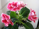 Gloxinia Rokoko Pink 2