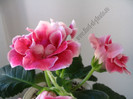 Gloxinia Rokoko Pink 3