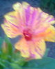 Fotogr.0204