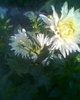 Fotogr.0154