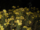 oenothera