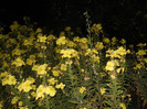 luminita(oenothera)