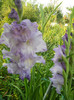 gladiole