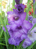 gladiole