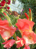 gladiole