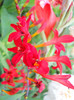 crocosmia lucifer