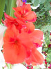 gladiola