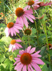 echinacea