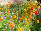 cosmos sulphureus