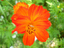 cosmos sulphureus