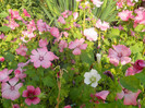 malope