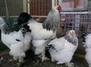 Photo0144