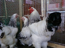 Photo0146