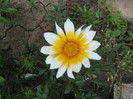 gazania