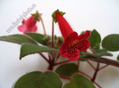 NEW - Kohleria Yfs Lucica