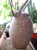 Pachypodium succulentum