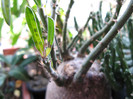 Pachypodium succulentum