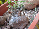 Xerosicyos pubescens