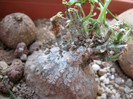 Xerosicyos pubescens
