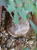 Zygosicyos tripartitus