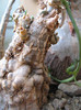 Gerrardanthus macrorrhizus