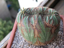 Euphorbia obesa fma cristata