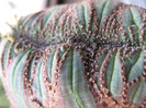 Euphorbia obesa fma cristata