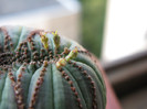 Euphorbia obesa fma cristata