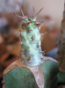 Euphorbia sp. Cape Guardafui, Somalia