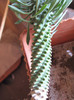 Euphorbia-cv-cocklebur