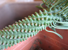 Euphorbia-cv-cocklebur