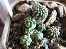 euphorbia sepulta si E. mosaica