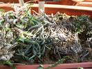 Euphorbia cylindrifolia si E. cyndrifolia tuberifera