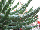 Euphorbia inermis