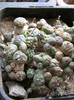 Euphorbia globosa