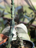Euphorbia venturii