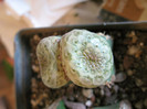 Euphorbia turbiniformis