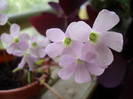 Oxalis triangularis_iulie