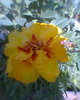 Fotogr.0536