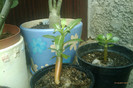 adenium mici
