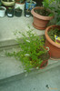 menta cu aroma de capsuni