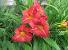 Hemerocallis rosu 1 iul 2011 (1) 