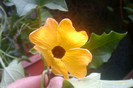 thunbergia