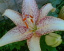 Imag003