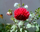 Imag007