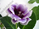 Gloxinia La Belle Dame 2