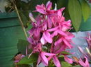 rutya ruspolia
