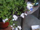 Picture 008